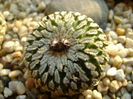 Turbinicarpus pseudopectinatus (Pelecyphora aselliformis)