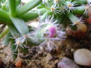 Trichodiadema densum, boboc