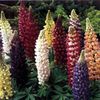 lupin mix 1 leu