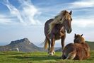 horses_1604_1440x900