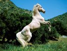 wallpaper-horse-800