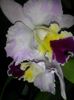 cattleya roz mare 1 2016.12.13 1