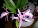 cattleya majkai majumi 2016.12.12 1