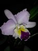 cattleya roz mare 2 2017.01.11 1