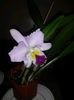 cattleya roz mare 2 2017.01.11 2