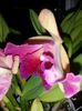 cattleya galben cu mov 2016.10.29