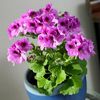 cultivo-del-geranio-como-planta-de-interior-01-e1476682255895