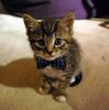 cute-girl-boy-female-and-male-kitten-names-sweet-kitty