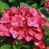 pierduta hortensie rose (Hydragena hot red) POZA NET 2016