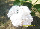 hortensie alba cu inflorescente foarte mari