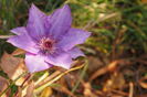 Clematita in noiembrie !