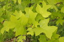 Arborele lalea
