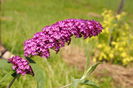 Liliac de vara
