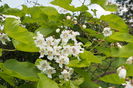 Flori de Catalpa