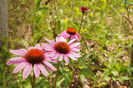 Echinacea