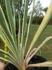Yucca variegata