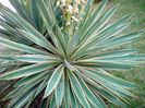 Yucca variegata, planta matura