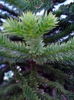 Araucaria araucana