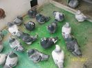 porumbei 048