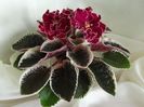 LE-Polina Viardo - african violet