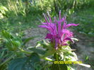 Monarda balmy liliac