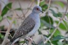 Geopelia cuneata-Diamond dove