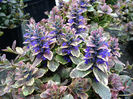 Ajuga-Burgundy-Glow