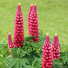 lupine_red_1