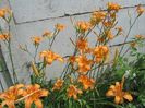 Hemerocallis fulva (4)