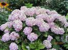 Hortensia (3)