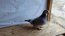 IMG-20161114-WA0010