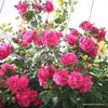 rose_rosa_kletterrose_laguna_kordes_6_2