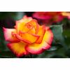 butasi-trandafiri--039-sheila-039-s-perfume-039--sn--double-parfu-3100_3100