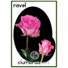 trandafiri-ravel-801_801