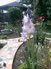 gladiola2