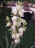 yucca filamentosa  1