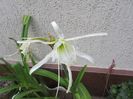 Hymenocallis (2)