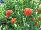 Lychnis calcedonica (3)