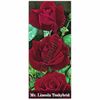 trandafiri-mr--lincoln-469_469