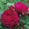 falstaff-rose-urcator3