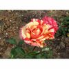 trandafiri-broceliande-3028_3028