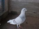 Mascul