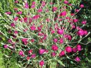 Lychnis coronaria