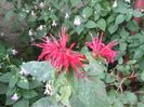 Monarda