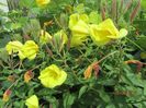 Oenothera biennis (5)