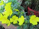 Oenothera fruticosa (2)