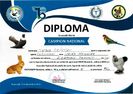 diploma