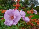rose odyssey