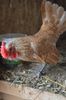 sebright chamois