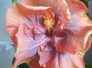 Tahitian Purple Ripple
